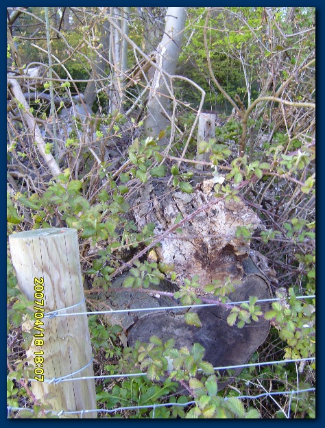 450x599 pixels (210K)